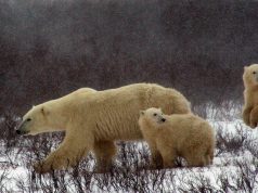 The Entertainment Never Ends in Canada