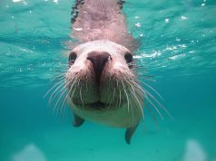 Sea of Cortez Welcomes Resident Marine Life