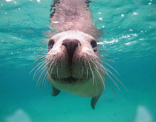 Sea of Cortez Welcomes Resident Marine Life