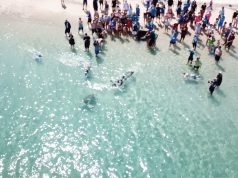 New lease of life for mature turtle