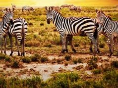 Luxury Living in Rustic Areas