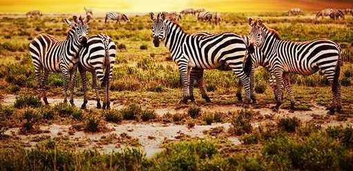 Luxury Living in Rustic Areas