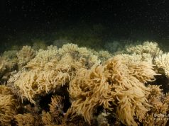Great Barrier Reef delivers best coral spawn in years