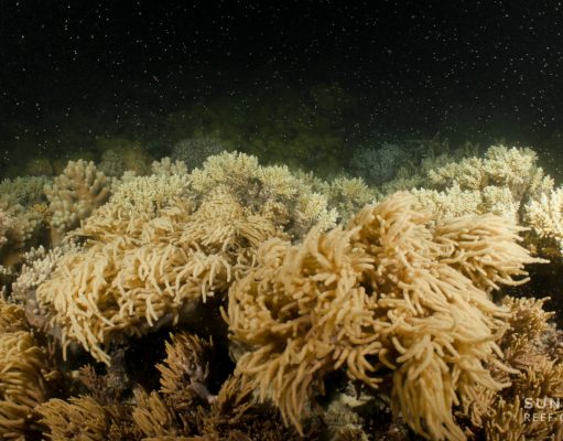 Great Barrier Reef delivers best coral spawn in years