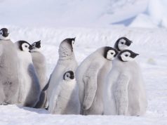 Oceanwide Expeditions reaches Snow Hill emperor penguin colony