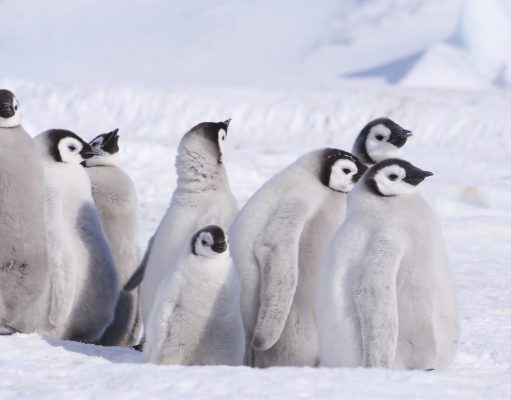 Oceanwide Expeditions reaches Snow Hill emperor penguin colony