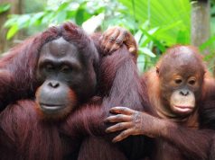 Banned Iceland Advert Got Your Attention? Find Out How Your Travels Can Save Orangutans