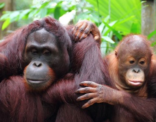 Banned Iceland Advert Got Your Attention? Find Out How Your Travels Can Save Orangutans