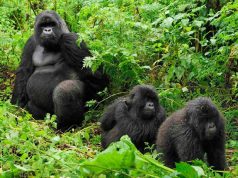 Where to Go Gorilla Safaris in Africa