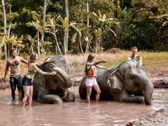 Elephant Mud Fun