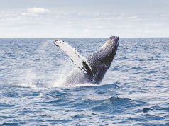Winter Whale Watching Starts January in La Paz
