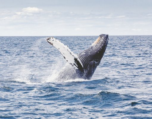 Winter Whale Watching Starts January in La Paz