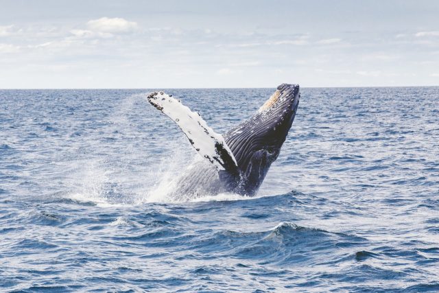 humpback-whale-1209297_1280