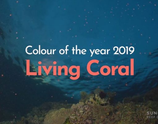 Great Barrier Reef home of top colour for 2019