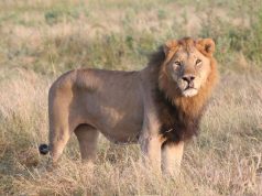 5 Greatest Wildlife Moments from BBC’s Dynasties