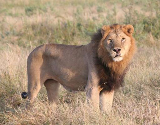 5 Greatest Wildlife Moments from BBC’s Dynasties