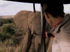 Welcome to South Africa: Safari
