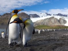 In-Depth South Georgia Expedition Cruises Attract ‘Seen It All’ Adventures