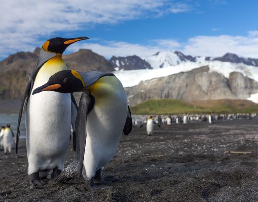 In-Depth South Georgia Expedition Cruises Attract ‘Seen It All’ Adventures