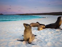 5 Ways to Honor World Wildlife Day 2019 with Natural Habitat Adventures