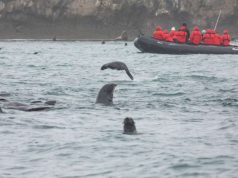 Travel in Luxury on New Small-Ship Cruises to Rarely Visited Russian Arctic