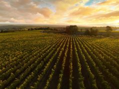 NEW VINTAGE RELEASE OF THE ULTRA-LUXURIOUS BOOK XVII