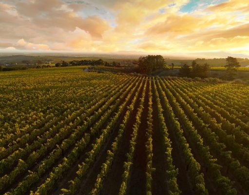 NEW VINTAGE RELEASE OF THE ULTRA-LUXURIOUS BOOK XVII