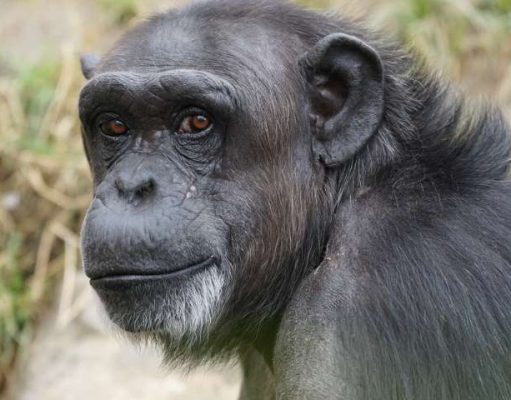 Sierra Leone Poised to Become the Next Leading Destination