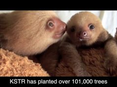 KIDS SAVING THE RAINFOREST TO PLANT 400 TREES THIS EARTH DAY!