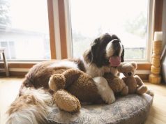 6 Ways to Help Your Dog Maintain Calm