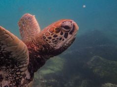 AZULIK IS READY FOR THE TURTLE SEASON