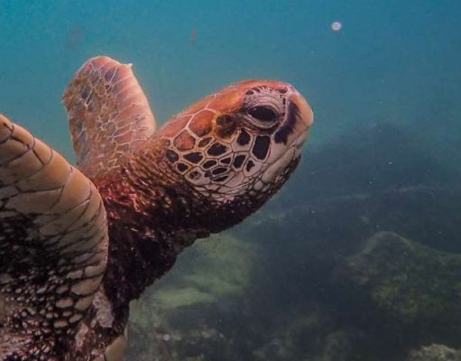 AZULIK IS READY FOR THE TURTLE SEASON