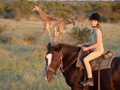 Saddle Up for a South African Safari