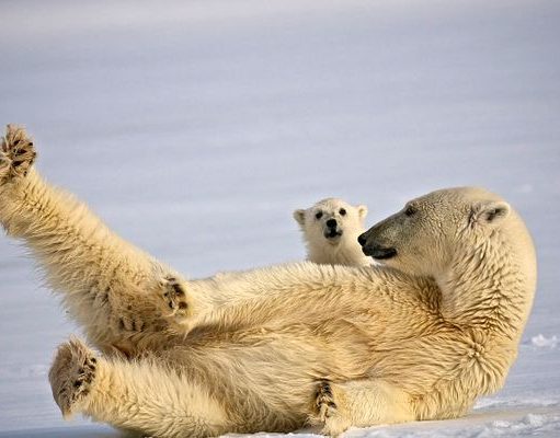 Encounter Norway in Remote and Refined Svalbard Near the North Pole