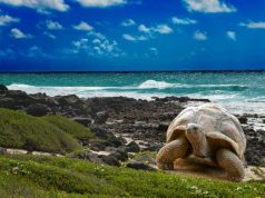 Surtrek Announces NEW 19-Day Galapagos + Peru Dream Tour