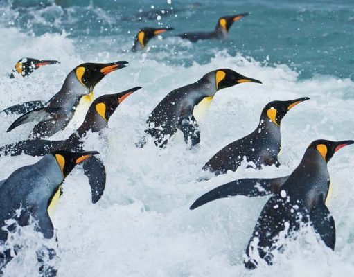 Lindblad Expeditions Becomes A Carbon Neutral Company In 2019