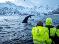Silent Whale Watching, Magnificent Fjords and Northern Lights