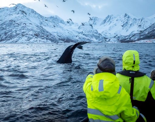 Silent Whale Watching, Magnificent Fjords and Northern Lights