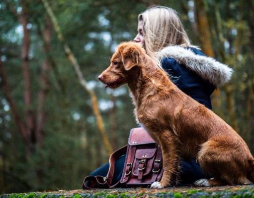 Road Tripping With Your Pet This Summer