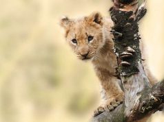 A Conservation Safari inspired by The Lion King