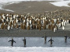 Zegrahm Celebrates 30 Years with Four Special Departures and Expedition Giveaway