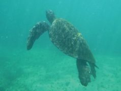 Galapagos: In Search of the ‘Lost’ Fernandina Giant Tortoise