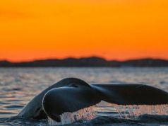 Tromsø’s New Northern Lights & Whales Expedition Cruise