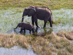 5 reasons to visit Botswana in Green Season