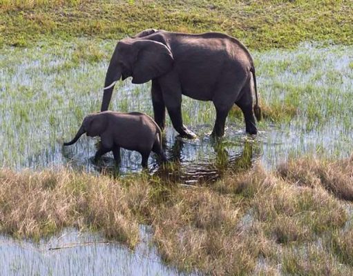 5 Reasons to Visit Botswana During the Green Season