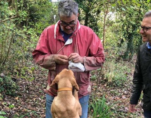 Guests Can Hunt for Truffles with a Canine Guide at ADLER Spa Resort THERMAE, Tuscany