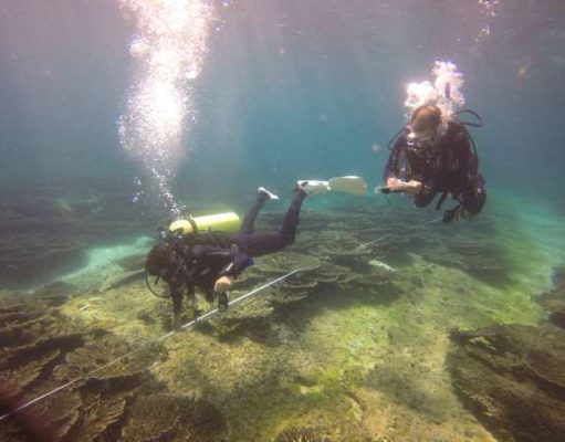 Nature fighting back: Maldives reefs showing resilience
