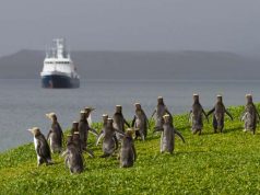 Visit New Zealand’s Subantarctic Islands for a Genuine Wilderness Experience