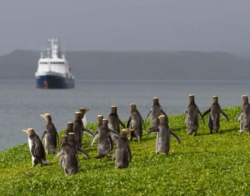 Visit New Zealand’s Subantarctic Islands for a Genuine Wilderness Experience