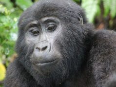 Kagera Safaris Leads Gorilla Trekking and Wildlife Safaris in East Africa